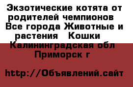  Экзотические котята от родителей чемпионов - Все города Животные и растения » Кошки   . Калининградская обл.,Приморск г.